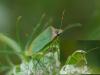 Nezara viridula